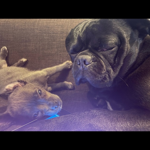 Meet your Posher, Cindi - Picture 3 of 3